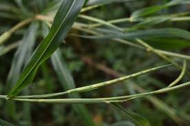 Image result for Rottboellia