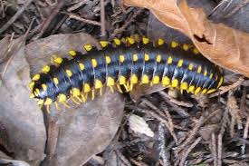 Black And Yellow Millipede North Carolina Flatbacked Millipede What S That Bug