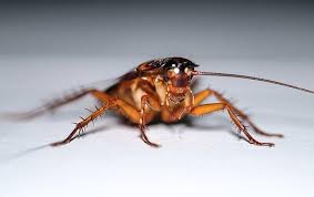 With american pest control's pest management, and termite control services, clients' homes will be treated and monitored by one of our highly trained technicians for maximum effectiveness. Blog A Step By Step Guide To Cockroach Prevention In Kansas City