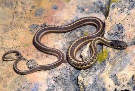 They will find shelter in cracks in the ground where the frost doesn't reach. Reptile Amphibian Walk Friday At Kasota Prairie Local News Mankatofreepress Com