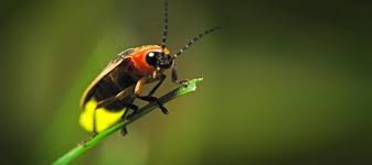 Firefly Conservation | Xerces Society