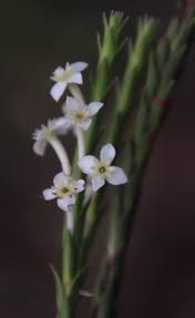 Image result for Struthiola montana