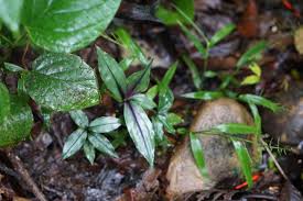 Image result for Floscopa sp.no.1