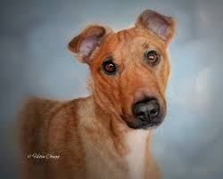 Quickest turnaround, express service available. Prices Starting From 320 For A Custom Pet Portrait All Inclusive Of Framing