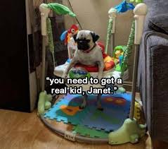 Twenty Seven Pupular Doggo Memes Pugs Funny Funny Animal Memes Funny Animals