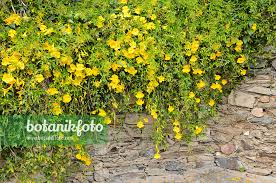 Image result for Dolichandra