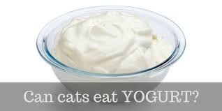 Garlic bread is not good for cats. Can Cats Eat Yogurt Best Type And Health Benefits Cattention