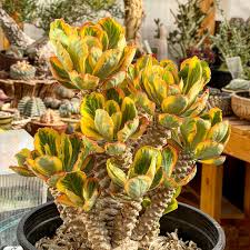 Image result for Euphorbia platycephala