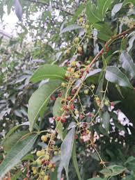 Image result for Vitellariopsis