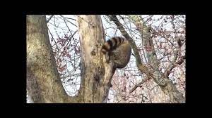 What size hole can a raccoon fit through? Amazing Raccoon Contortionist Squeezes Into A Small Hole In A Tree Youtube