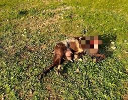 Da una decina di giorni i giornali pugliesi raccontano la storia di una pantera nera segnalata a san severo in. Bari Capra Sbranata A 800 Metri Dallo Stadio San Nicola Riflettori Puntati Sulla Pantera