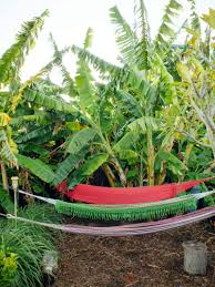 The earliest modern plantations originated in jamaica and the related western caribbean zone, including most of central america. A Banana Is An Herb Berry And Other Little Known Fruit Facts Garden Betty