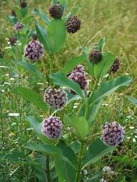 Asclepias Syriaca Common Milkweed From North Creek Nurseries Asclepias Milkweed Pollinator Garden