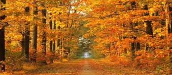 Image result for images falling leaves drift by the window