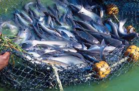Start A Catfish Farm