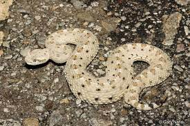 Crotalus Cerastes Laterorepens Colorado Desert Sidewinder Deadly Animals Rattlesnake Pit Viper