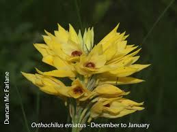 Image result for Orthochilus