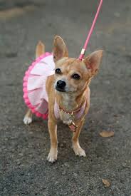 Loved This Little Guy In Legally Blonde Legally Blonde 2 Legally Blonde Musical Legally Blonde