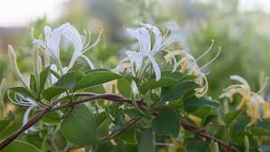 La soluzione per la definizione alberi dai fiori profumatissimi è stata trovata nel nostro motore di ricerca. Alberi E Arbusti Da Fiore Per Giardini