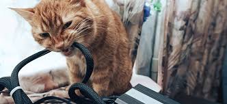 If your cat becomes blind, s/he will require extra care, but it is likely that s/he will continue to live a long and happy life. Prepare Your Home For A Cat Or Dog With Sturdy Home Furniture