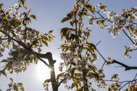 Le retour de la pluie malgré une belle semaine printanière