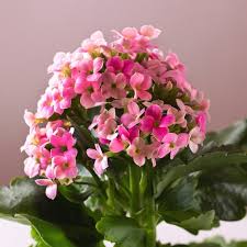 Image result for Kalanchoe blossfeldiana