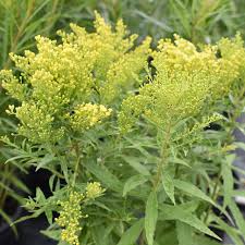 Image result for Solidago