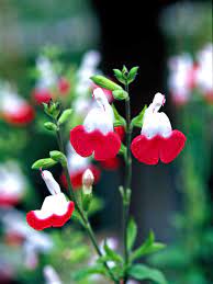 Salvia splendens becomes 18 to 30 inches tall. A Gardener S Guide To Salvias Better Homes Gardens