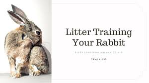Litter Training A Rabbit River Landings Animal Clinic In Bradenton Florida