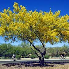 Sie waren bereits in yellow vase?teilen sie ihre erfahrung! Palo Verde Trees Are In Bloom Here Are 10 Things To Know About This Lovely Desert Plant Tucson Life Tucson Com