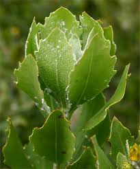 Image result for Chrysanthemoides monilifera