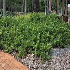 Image result for Gardenia posoquerioides