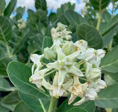 Image result for Calotropis gigantea