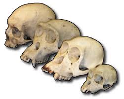 Maybe you would like to learn more about one of these? Evolusi Wikipedia Bahasa Indonesia Ensiklopedia Bebas
