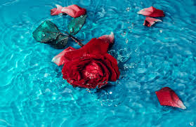 Maybe you would like to learn more about one of these? How To Preserve A Rose Need To Grow Your Own Garden