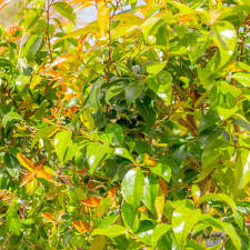 Image result for Xymalos