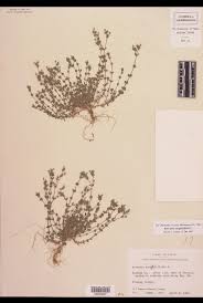 Image result for Brachystephanus