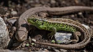 Diskutiere eidechsen im garten im leguane, chamäleon, warane, eidechsen forum im bereich bewohner des terrarium; Eidechsen Arten 7 Heimische Eidechsen In Deutschland Gartenlexikon De
