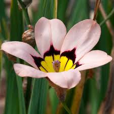 Image result for Sparaxis