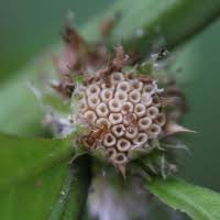 Image result for Struchium sparganophorum