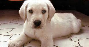 Maybe you would like to learn more about one of these? Deite Pws Mporeite Na Swsete Ena Zwo Poy Efage Fola Ti Les Twra Cute Puppy Wallpaper Cute Dogs Cute Dog Photos