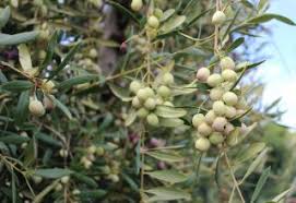 New Board Representatives at the Olive Oil Commission of California