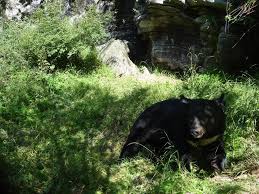 Asiatic Black Bear Range Map Asian Black Bear Encyclopedia Of Life