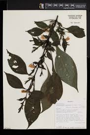 Image result for Acanthopale