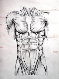 Learn to draw human anatomy following this detailed. Drawing Abdominal Muscles Anatomy Art Human Anatomy Drawing Anatomy Drawing