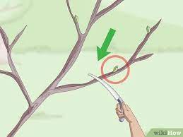 How To Root Trees With Pictures Wikihow