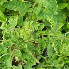 Deformed tomato plant leaves curled tightly. Yellow Tomato Leaf Curl Causes And Cures For Curling Leaves Dengarden
