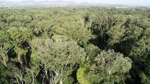 La Riserva naturale del Bosco Pantano a Policoro (MT)