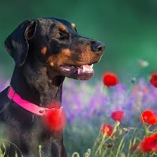 Doberman pinschers for adoptionselect a breed. Dobermann Pdsa