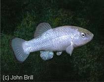 Image result for Didymosalpinx callianthus